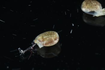 Media type: image;   Malacology 393728 Description: live specimen;